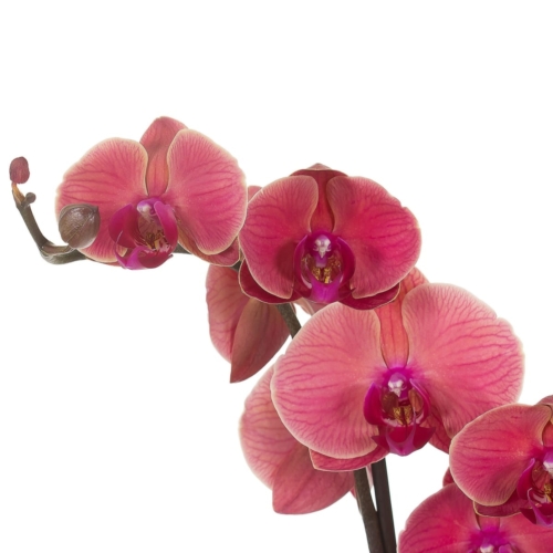 Бромелиевые и Орхидеи